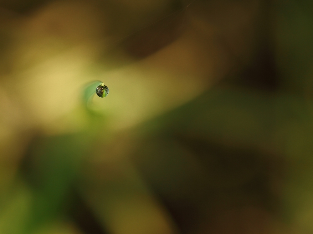 719852012_Justeunegoutte.jpg.aef8d808897d67150c52a073b4c7e604.jpg