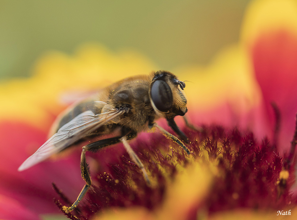 Abeille.jpg.70525f928ffc1f6ee18518200aa60094.jpg