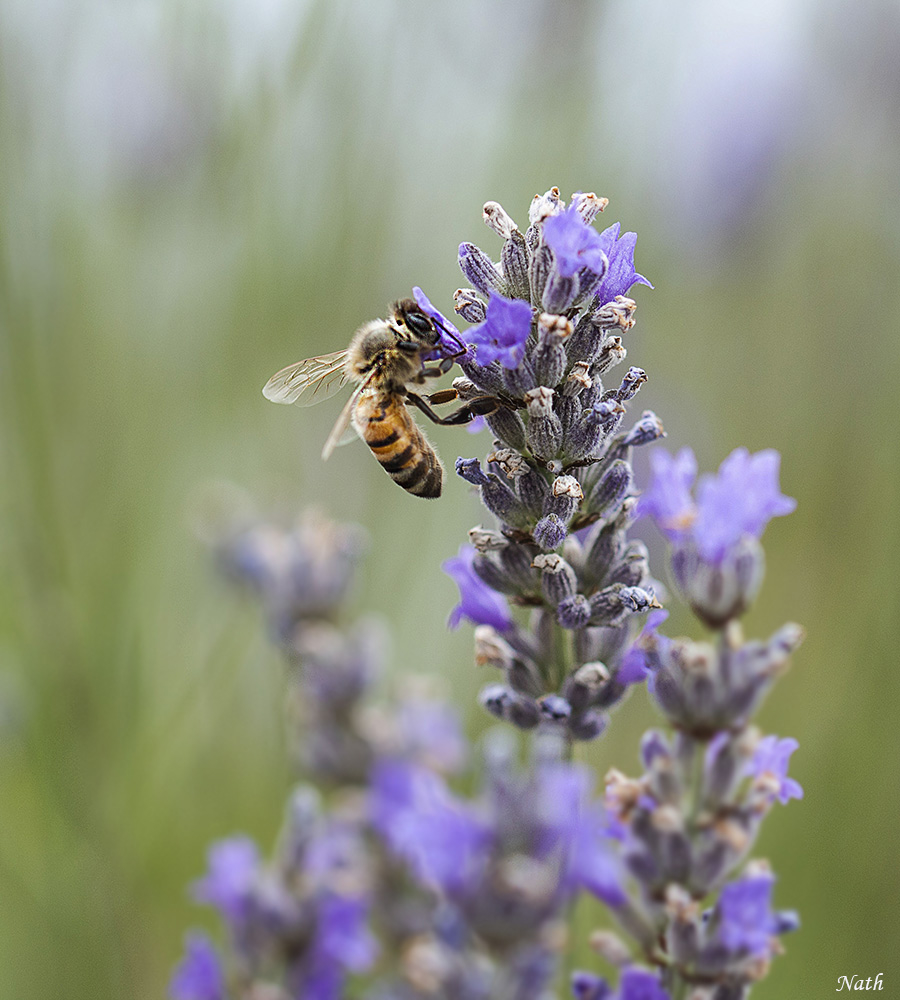 Abeille.jpg.b9436a192c4059247595031b6e644be5.jpg