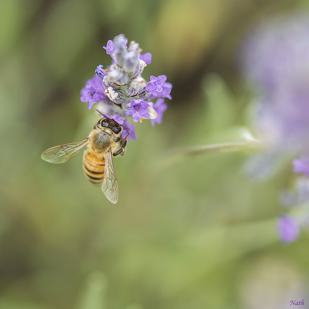 Abeille_2.jpg.477d9f061c78f010ff14657616c76f37.jpg