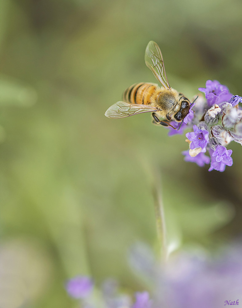 Abeille_2b.jpg.bfbcbc631f73f72aa8154bd872667e46.jpg