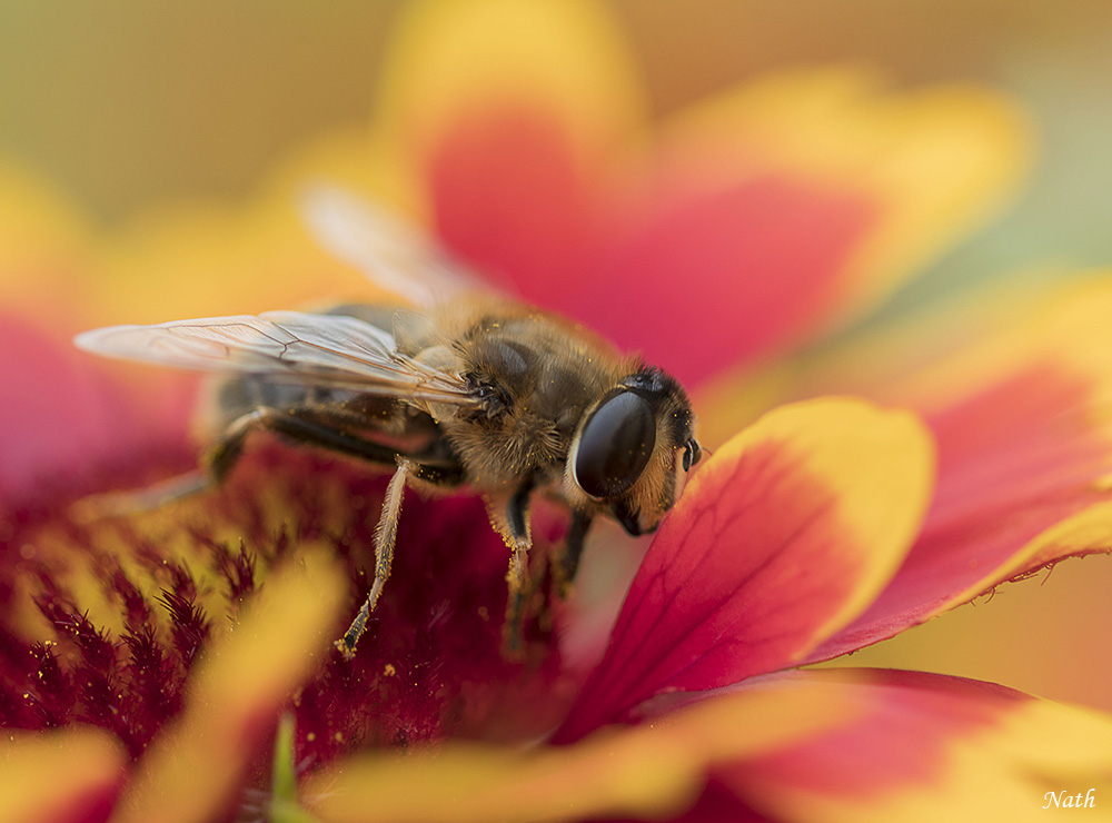 Abeilles.jpg.3051cc67be60d6a22931632d857996bc.jpg