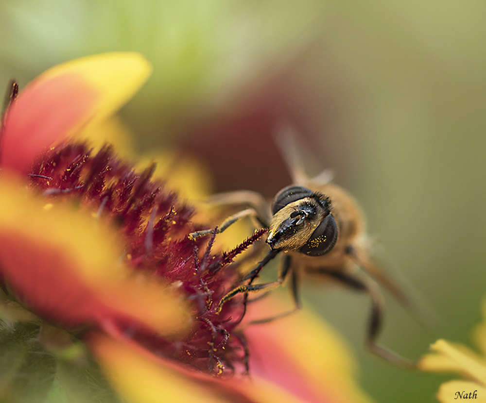 Abeilles_1b.jpg.09622d4ebcb271a42e0f8efc499a0a60.jpg