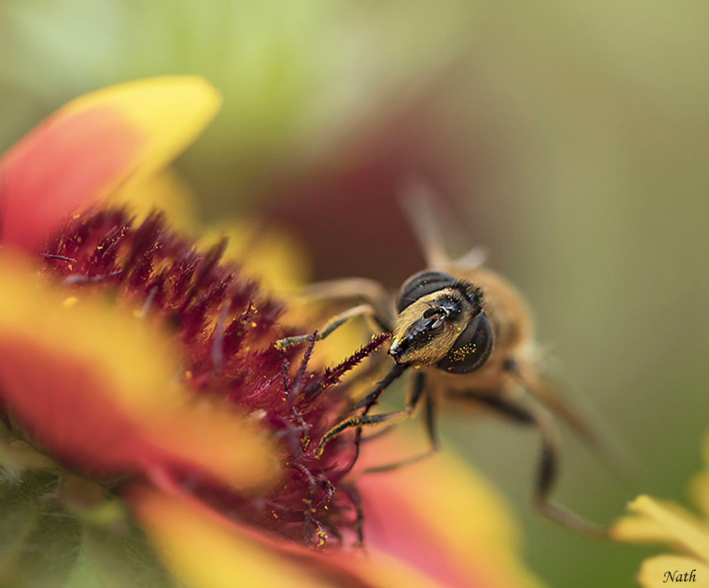 Abeilles_1b.jpg.c79e48b8281348116b312d4b41e8d0e3.jpg