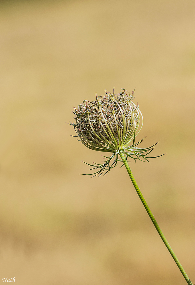 Boule_1.jpg.0adf9e505277369dc4f810ddfa02707d.jpg