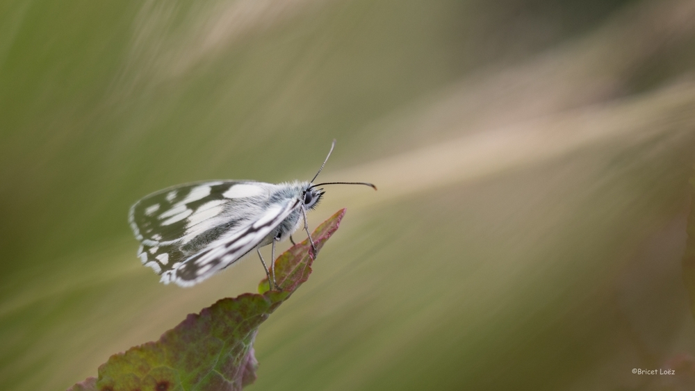 DSC_8016.JPG.b9e42aa371ce68819ffd3bd46d477bf1.JPG