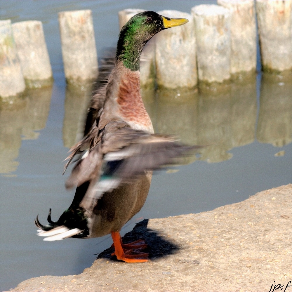 IMG_0001_DxO.jpg.930f734a45e5ea08ee3a8ed2ee021083.jpg