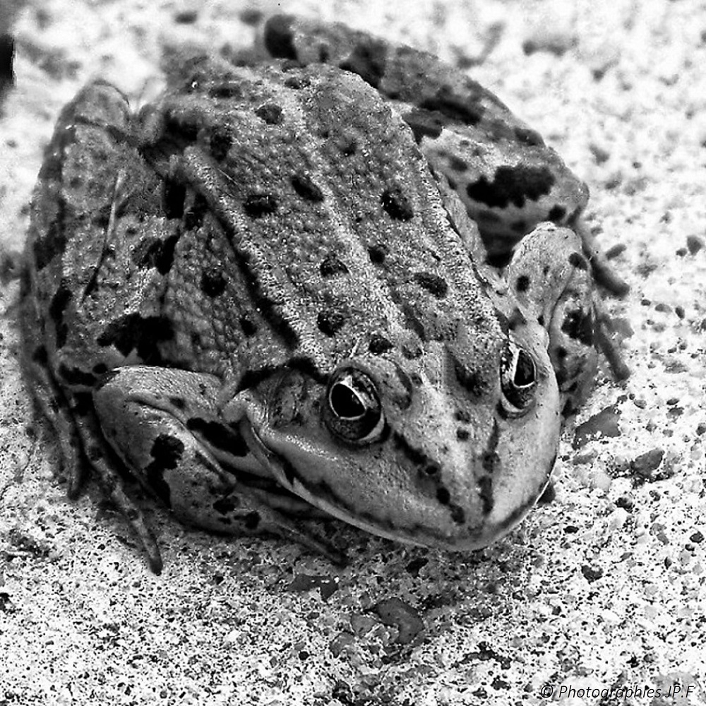 IMG_0002_DxO.jpg.6dcc6d1274f0c7c0131aac538f89661c.jpg