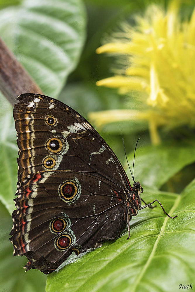 Morpho.jpg.f9f6a1a4bdb5e4b4661ee98aee0b875a.jpg