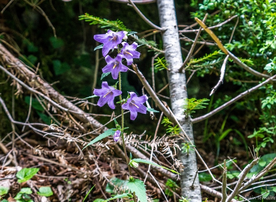 P1010520.jpg.a654d34cfcc8b7e683b720197e8cdca7.jpg