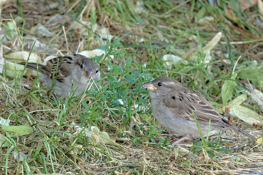 P1020884_VHA_DxO.jpg