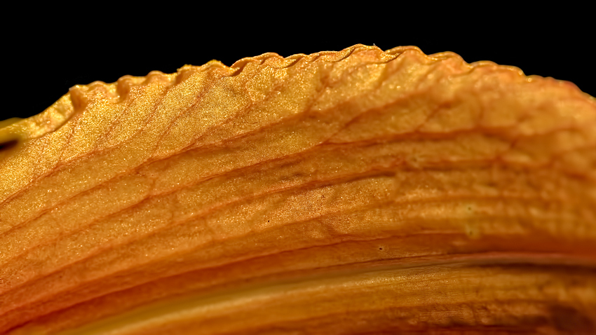 VH004463_VHA_DxO.jpg