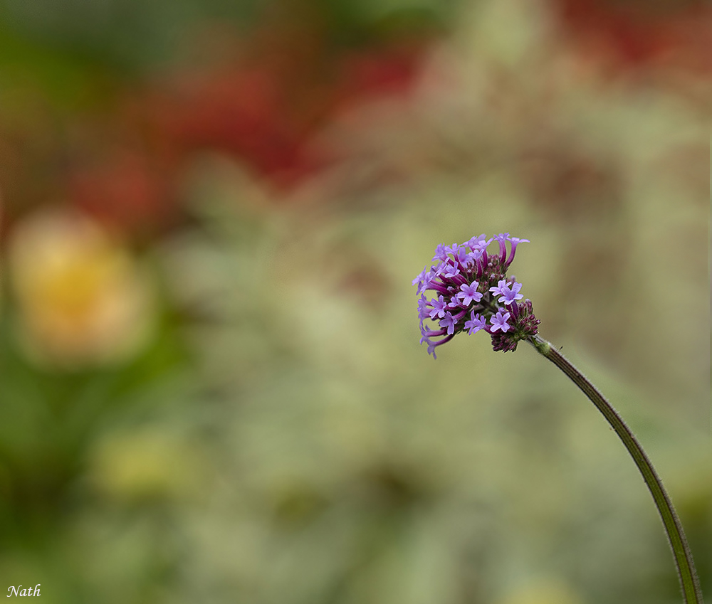 Violetteb.jpg.dc9e32c68b2c4192c19e933a0ca82e16.jpg