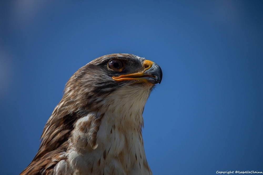 aigle 2 fp.jpg