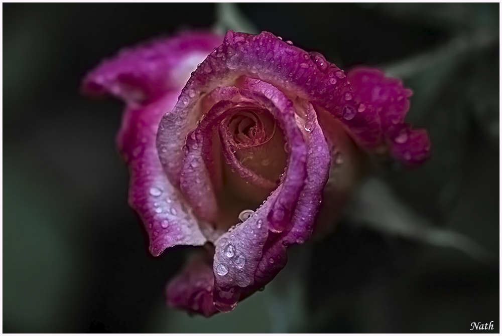 1116209097_RoseperleNB.jpg.705bcf7f9213c487e22751b8ff02b00e.jpg