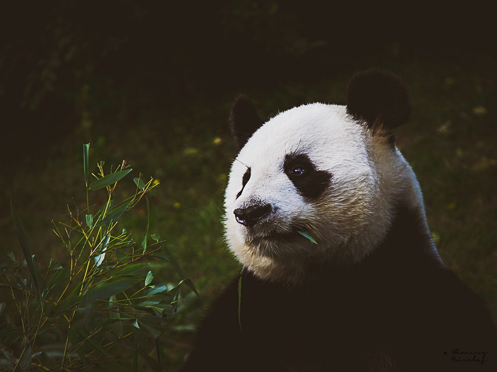 1245687662_YUANZI.jpg.fa26d23260fd5a9a401bc1f7a435594e.jpg