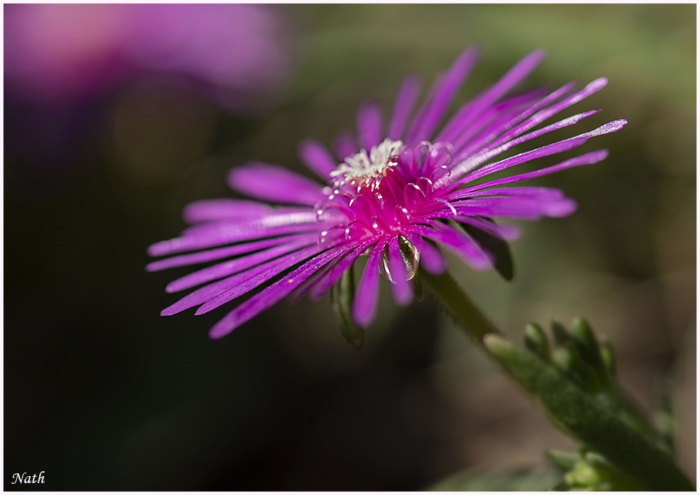 1248015002_Fleurviolette.jpg.4cf0446c280087fb5df08472aa720590.jpg