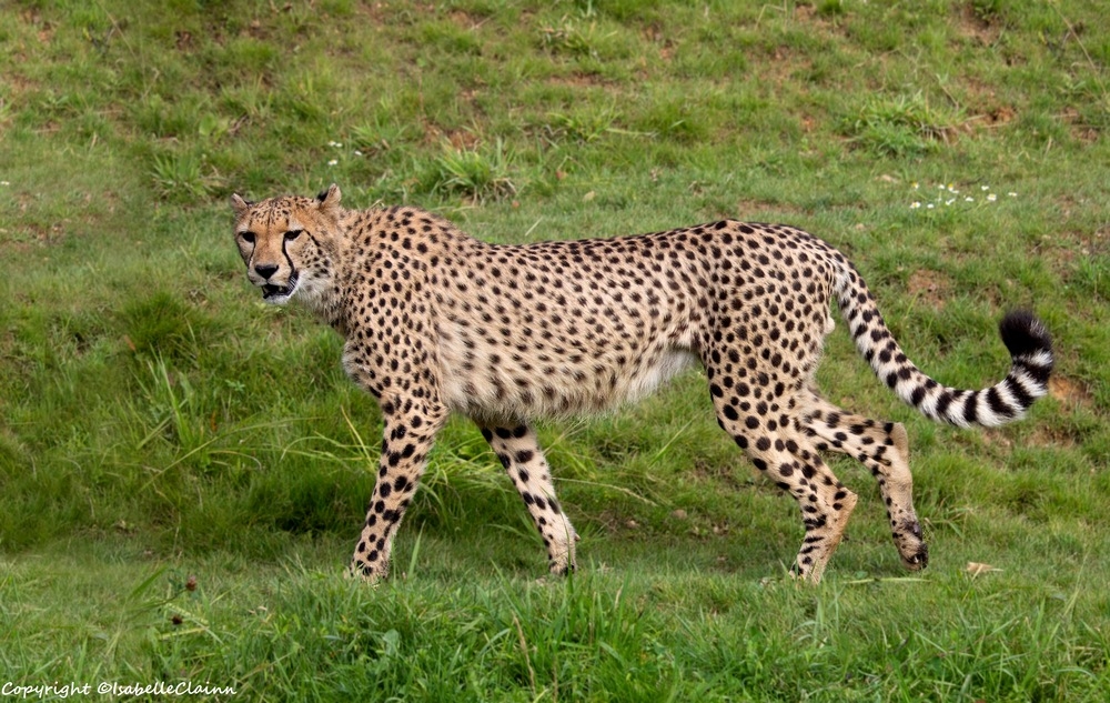 guépard fp.jpg