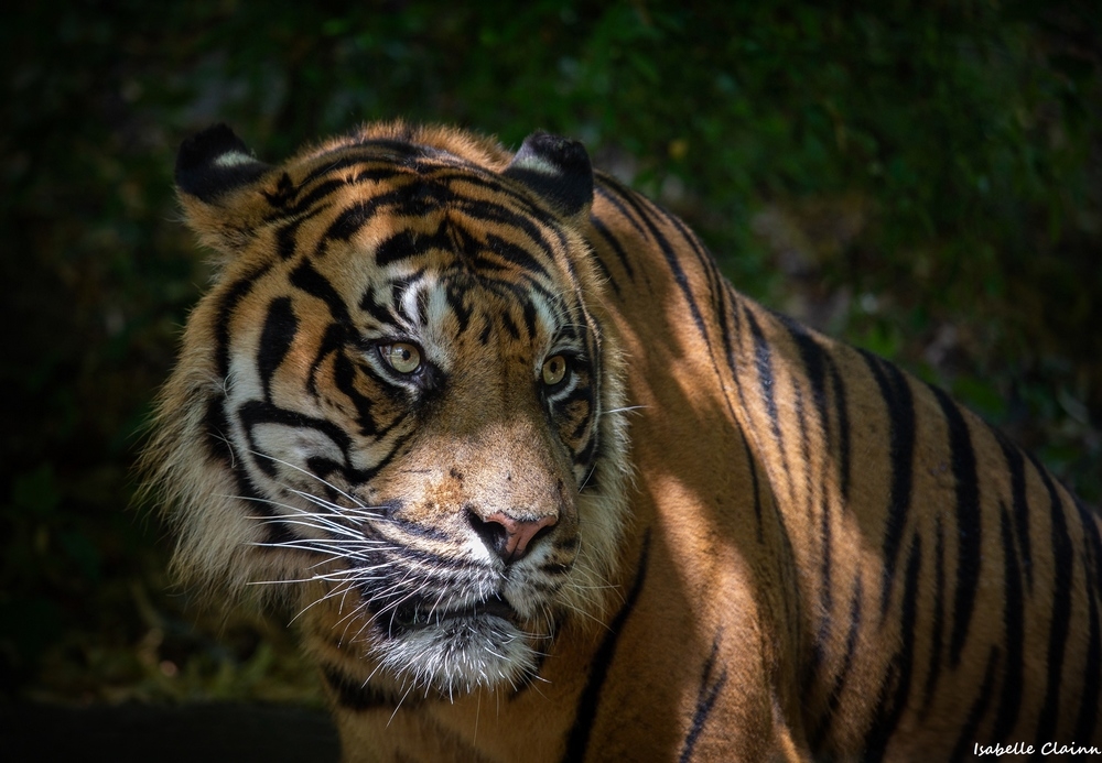 tigre 2 fp.jpg