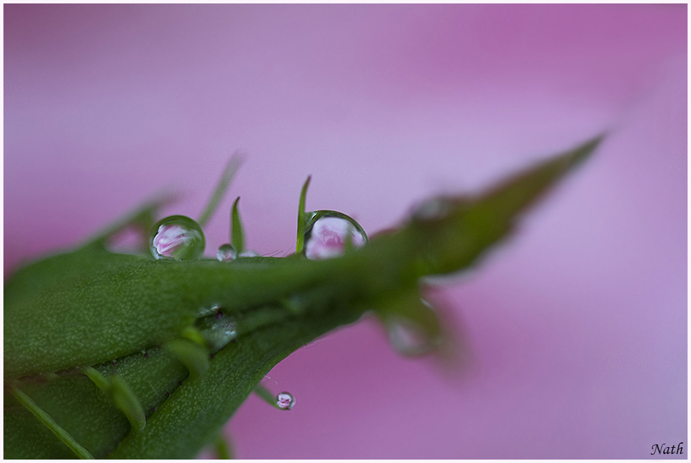 1414365857_Boutonperl_2.jpg.bc2e505adf602741cf01740026a5a287.jpg