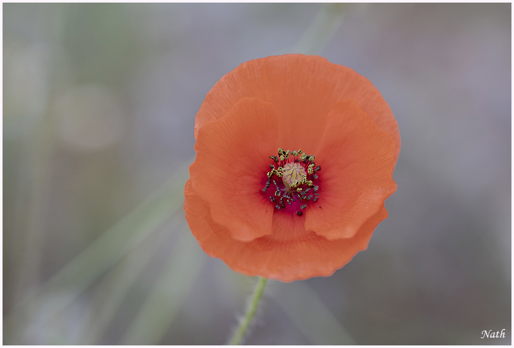 1718914809_coquelicot_9b.jpg.da5ff1029cee9aca9fe6bb4f96ff3995.jpg