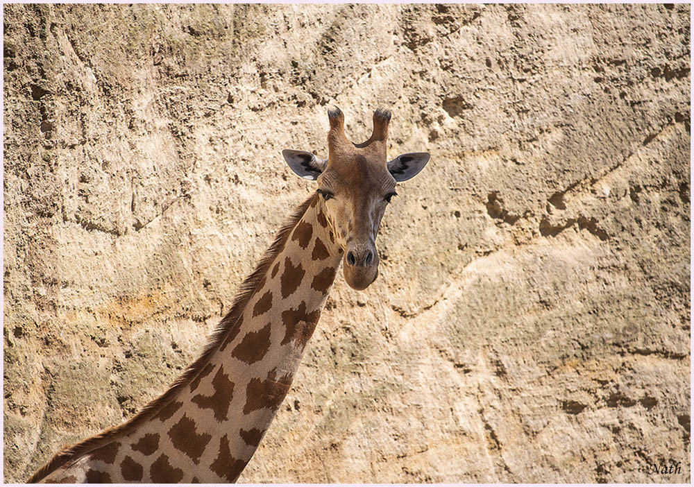 1864478756_Girafe_1.jpg.be8d6cabaccfee9b788c0b0b1133f97a.jpg