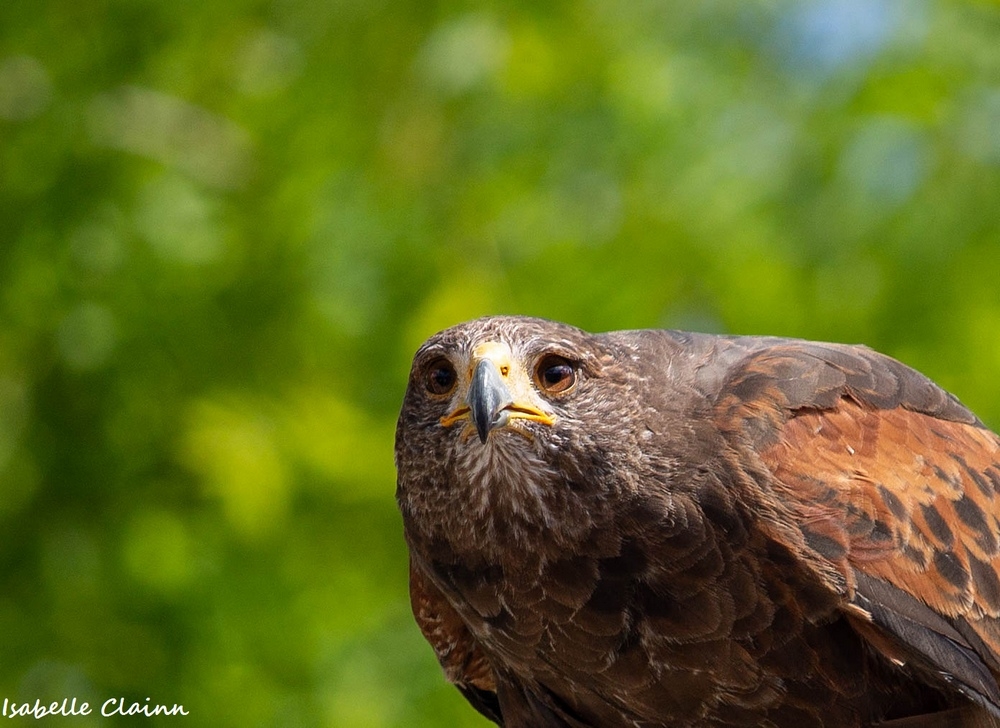 aigle 3 fp.jpg