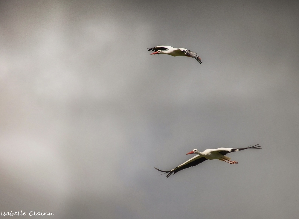 duo d'oiseaux fp.jpg