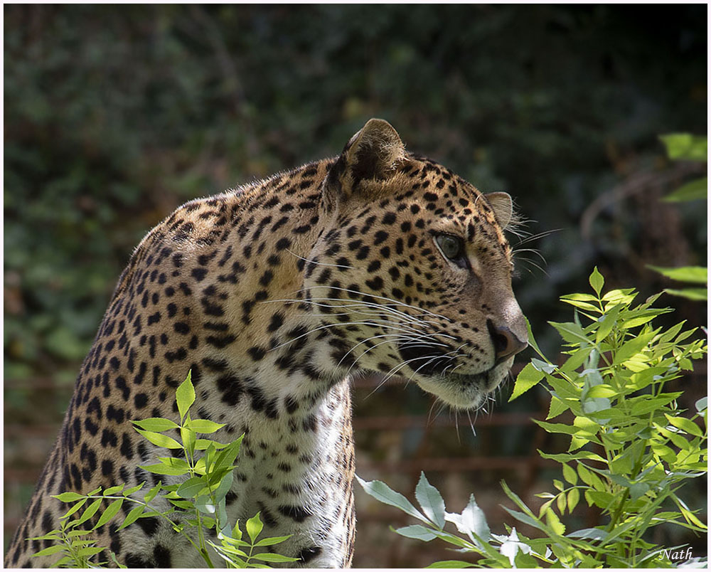 371509253_Lopard_3.jpg.62889fe801f3ec225cf21c995cd22246.jpg