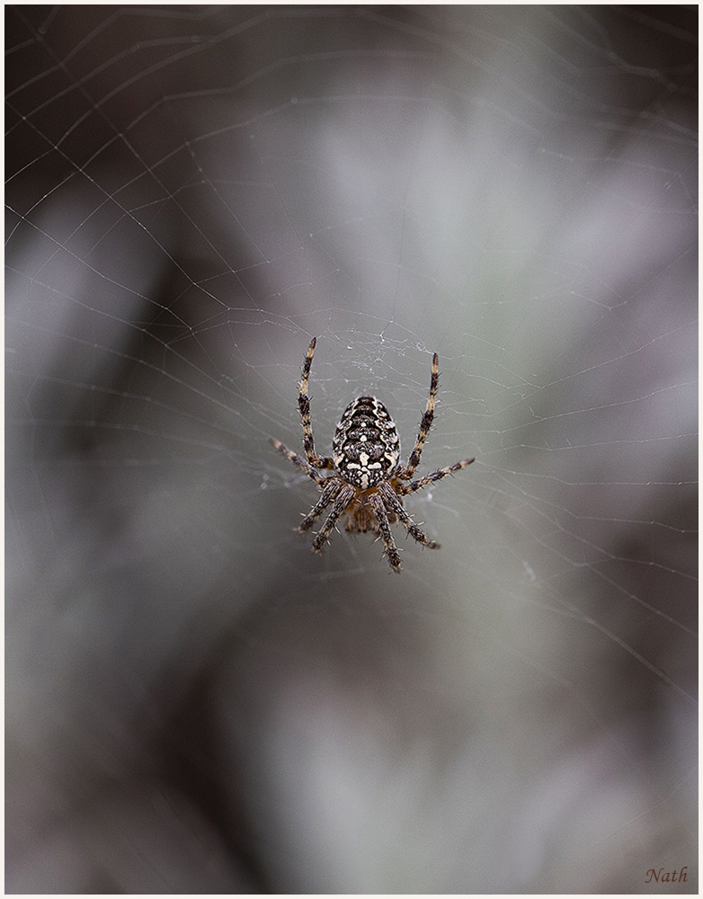 410257917_Petiteargiopefrelon.jpg.f40ce896fd1411cf53d871fe7f62f1d4.jpg
