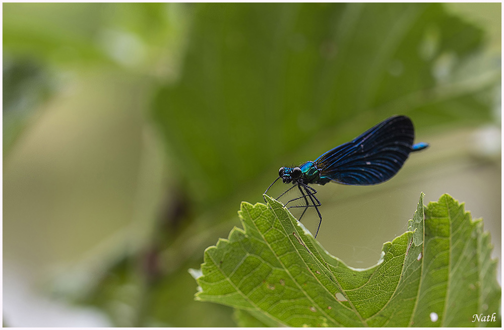 494988278_Agrionviergemle_1.jpg.61afb9befa08f9485f7b5524379a6e28.jpg