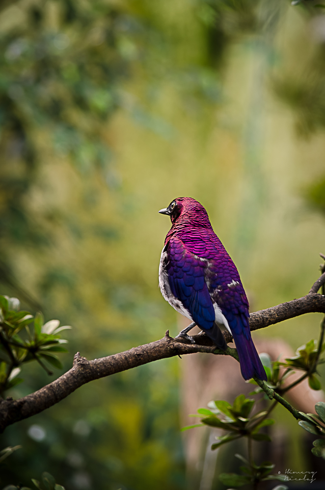 571616013_Etourneauamethyste.jpg.8a1245f690b092bf24d18210ef70eeda.jpg
