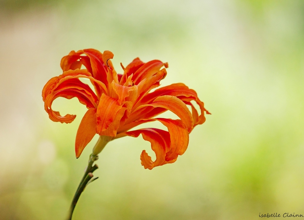 fleur 3fp.jpg