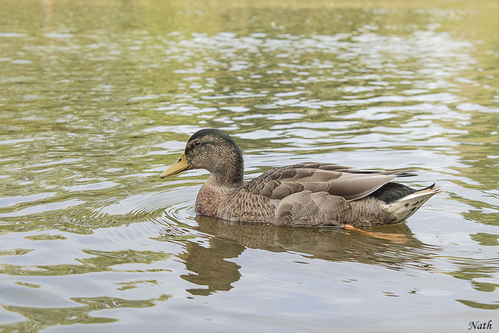 Canard_1.jpg.fd96ef447a7d5a08aee2b856f58835f5.jpg