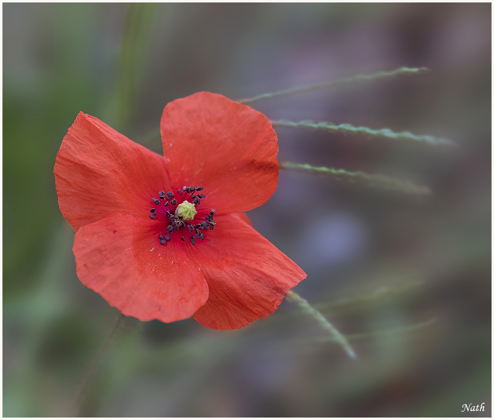 Coquelicot_5.jpg.c1a899b2fd1d389b0a27c3b7f24ae527.jpg