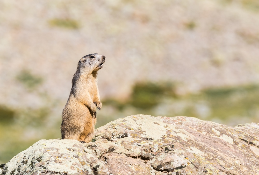 Marmotte.jpg