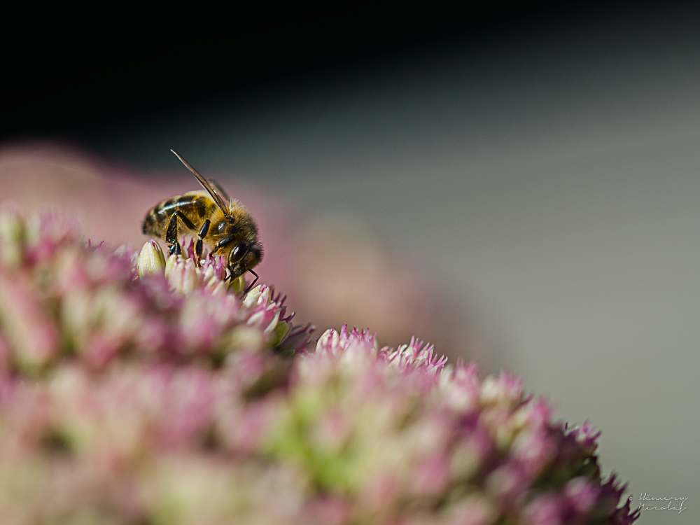 abeille.jpg.6422fc8bf39094522ee8009917087e4f.jpg