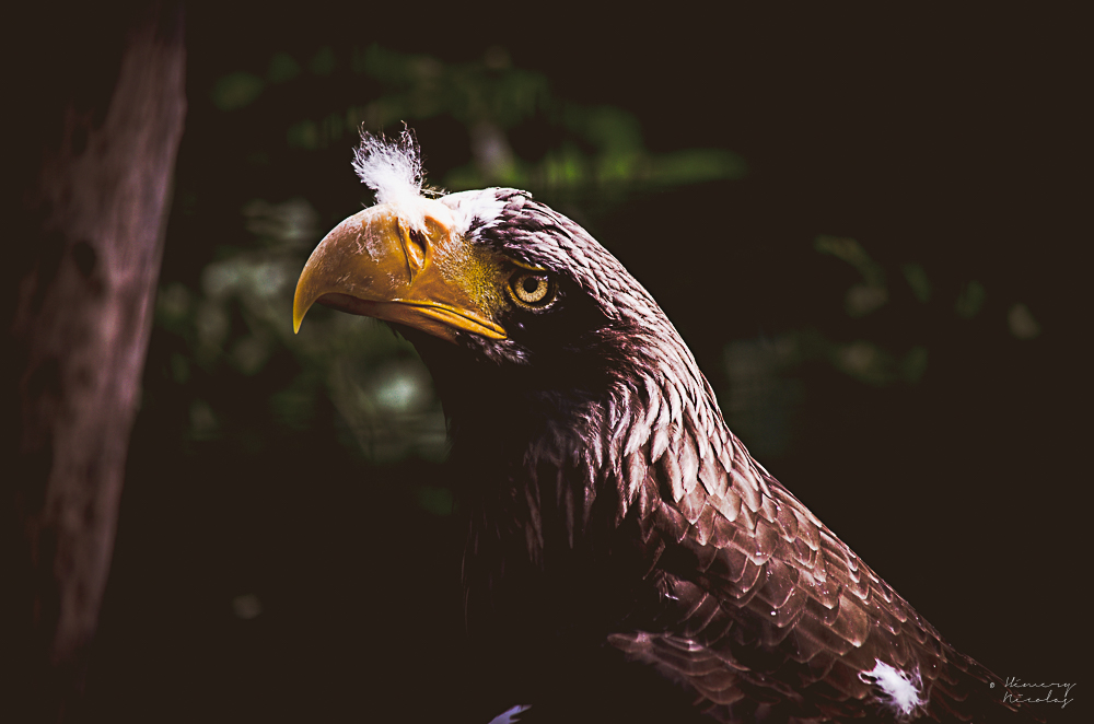 aigle.jpg.f392b13d90bc774e5ef6635a782df84f.jpg