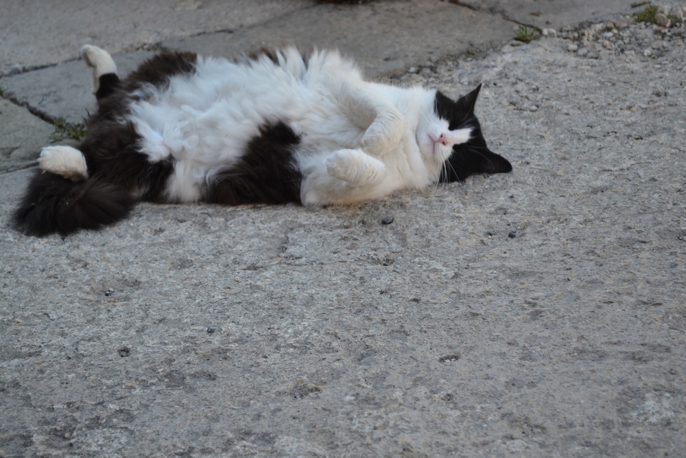 chat.JPG.1ee00a99a99cac19e008fc6f8ba43d4d.JPG