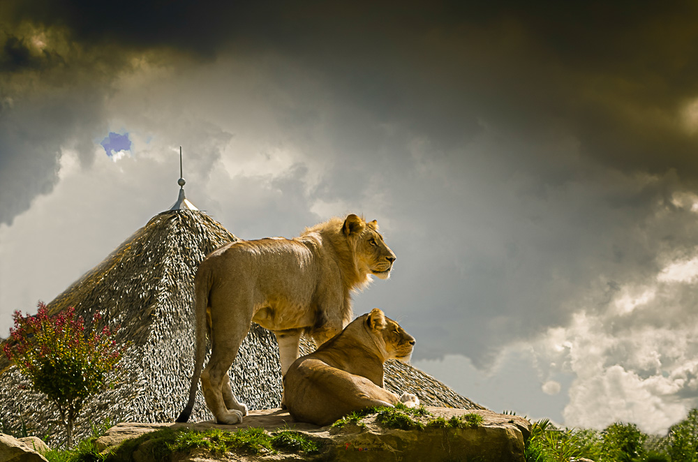 lions2-2.jpg.695f499bb726f96e640e0c3cf274ab4f.jpg