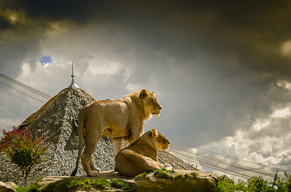 lions2.jpg.74e1fce5da0952a7a1725f294d961f43.jpg