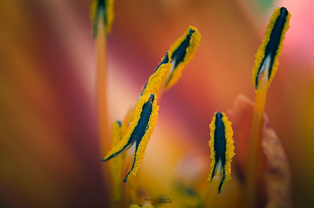 lys.jpg.3710eebcfb03feff6f8c500aeaebd666.jpg