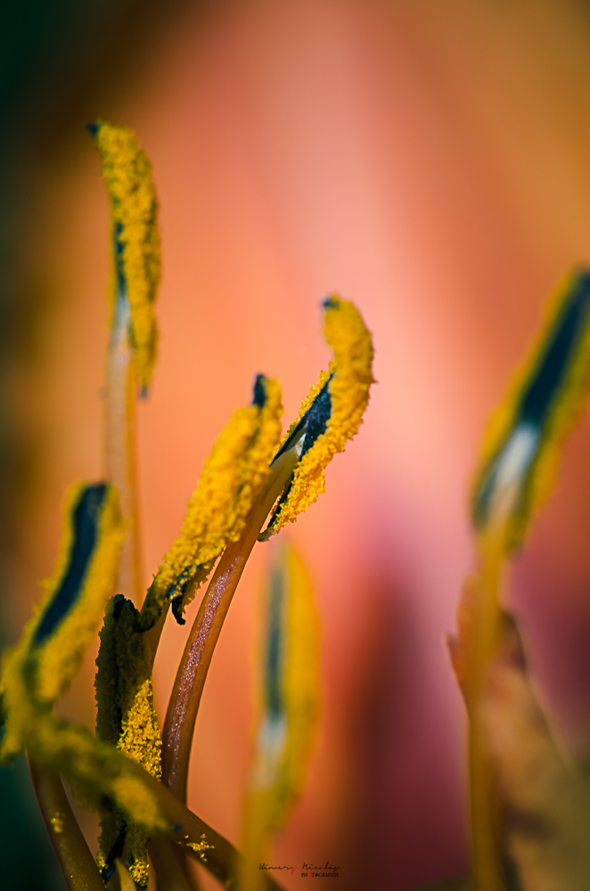 lys2.jpg.f55ee44cc659f35f6ed6a6b56fcca13d.jpg