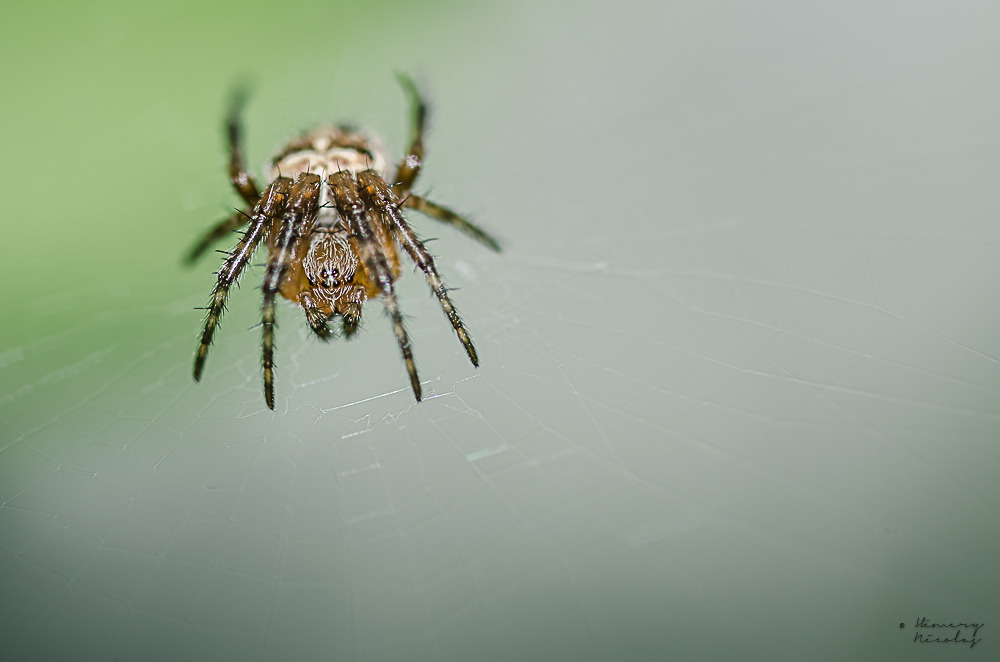 spider.jpg.50407bddf3909272278035532bbbffbd.jpg
