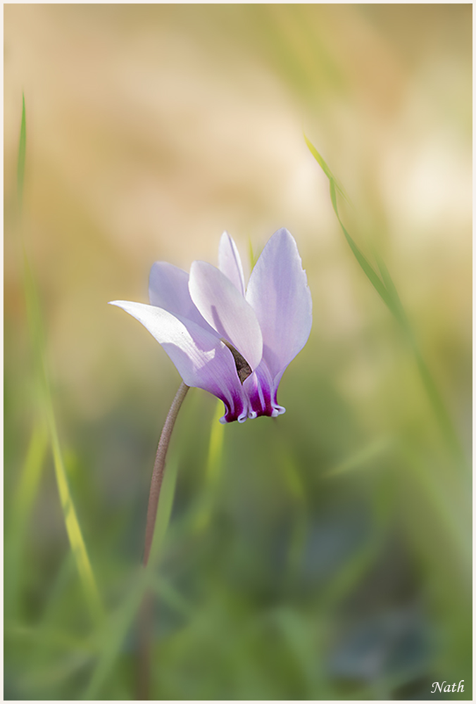 1617168384_Cyclamen(5).jpg.a2bb5530c17e4313ada1160b08ff297b.jpg