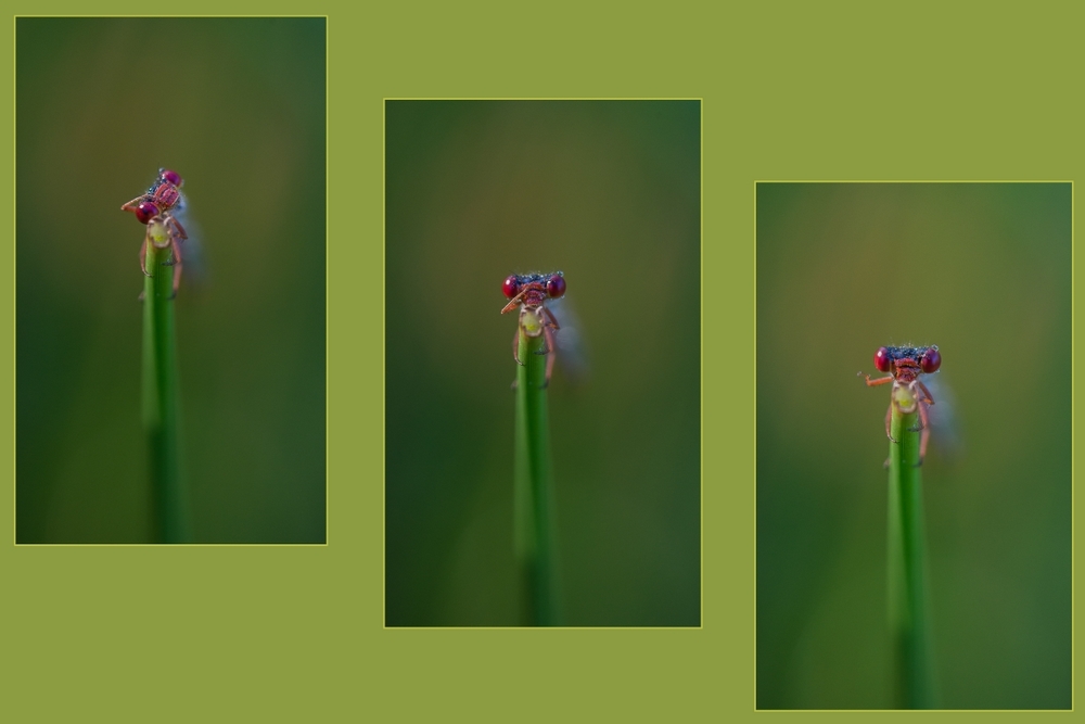 393432268_triptyque1.jpg.9ffd962f7558eeddf7bdb2977ccdb3c7.jpg