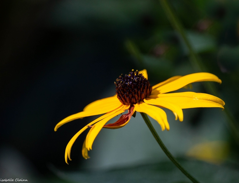 fleur B fp.jpg