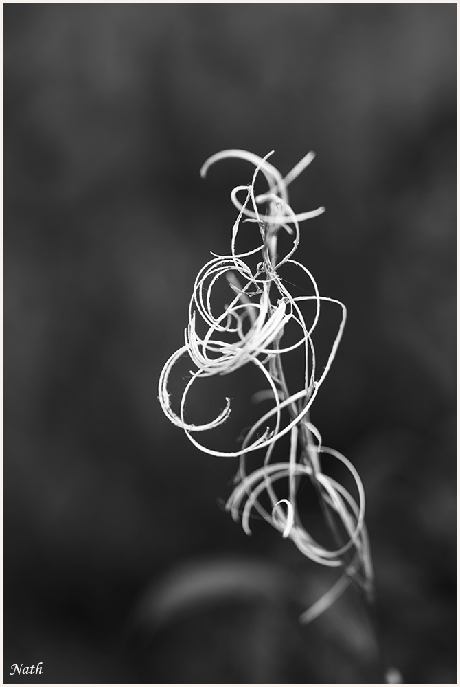 864025035_Spirale.jpg.3cff3a4d1ba0b973ef83efb5c57cc6f3.jpg