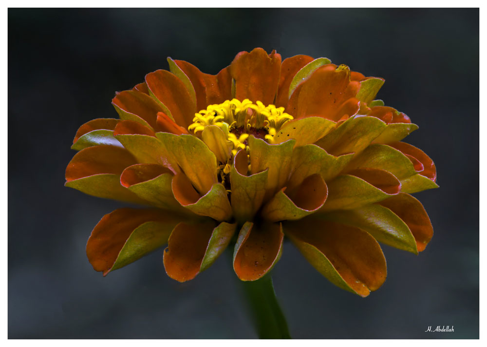 Sans-titre1fleurrr.jpg.73ec77cf2adc5965ce8c43a792fea252.jpg