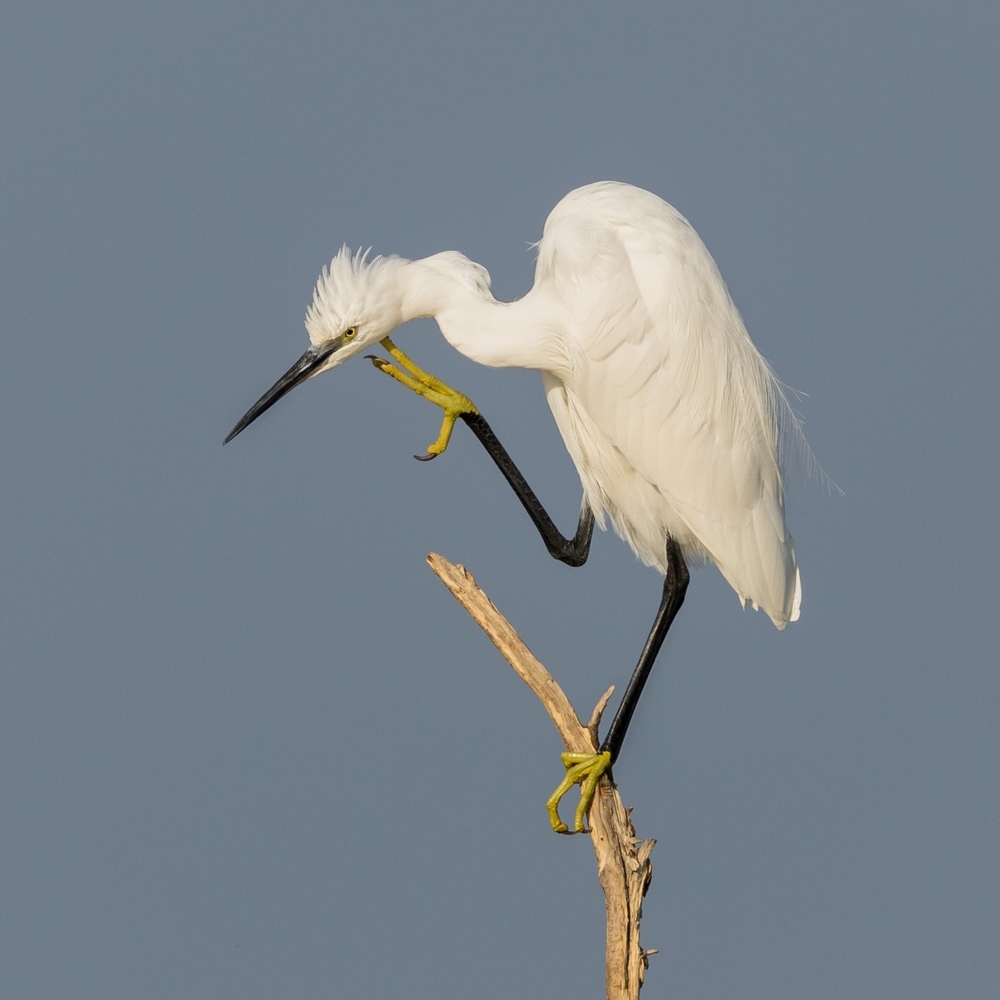 Aigrette Garzette 5.jpg